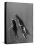 Pacific Islands, Tonga. Mother and Calf, Humpback Whales-Judith Zimmerman-Stretched Canvas