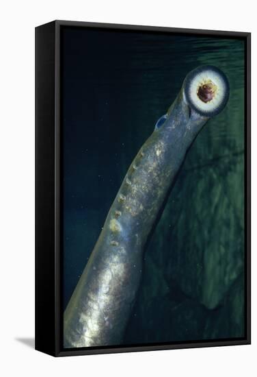 Pacific Lamprey Showing Sucker-null-Framed Stretched Canvas