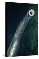 Pacific Lamprey Showing Sucker-null-Stretched Canvas