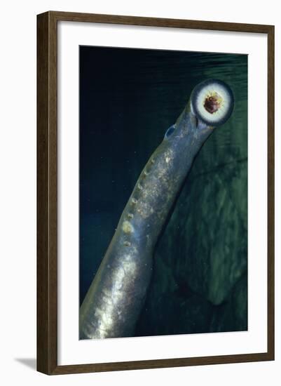 Pacific Lamprey Showing Sucker-null-Framed Photographic Print