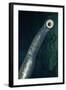Pacific Lamprey Showing Sucker-null-Framed Photographic Print