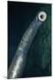 Pacific Lamprey Showing Sucker-null-Mounted Photographic Print