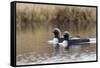 Pacific Loon Pair-Ken Archer-Framed Stretched Canvas