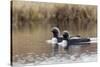 Pacific Loon Pair-Ken Archer-Stretched Canvas