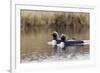 Pacific Loon Pair-Ken Archer-Framed Photographic Print