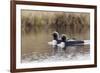 Pacific Loon Pair-Ken Archer-Framed Photographic Print