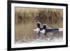 Pacific Loon Pair-Ken Archer-Framed Photographic Print