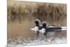 Pacific Loon Pair-Ken Archer-Mounted Photographic Print