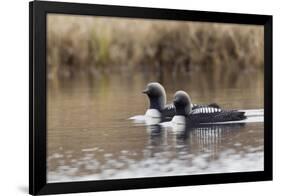 Pacific Loon Pair-Ken Archer-Framed Photographic Print