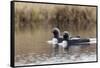 Pacific Loon Pair-Ken Archer-Framed Stretched Canvas