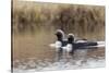 Pacific Loon Pair-Ken Archer-Stretched Canvas