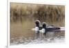 Pacific Loon Pair-Ken Archer-Framed Photographic Print