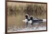 Pacific Loon Pair-Ken Archer-Framed Photographic Print