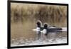 Pacific Loon Pair-Ken Archer-Framed Photographic Print