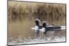 Pacific Loon Pair-Ken Archer-Mounted Photographic Print