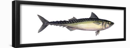 Pacific Mackerel (Scomber Japonicus), Fishes-Encyclopaedia Britannica-Framed Poster