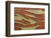 Pacific Madrone (Arbutus menziesii) close-up of bark, Mayne Island, Strait of Georgia, Gulf Islands-Jack Chapman-Framed Photographic Print