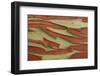 Pacific Madrone (Arbutus menziesii) close-up of bark, Mayne Island, Strait of Georgia, Gulf Islands-Jack Chapman-Framed Photographic Print