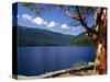 Pacific Madrone by Lake Crescent-James Randklev-Stretched Canvas