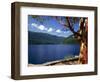 Pacific Madrone by Lake Crescent-James Randklev-Framed Photographic Print