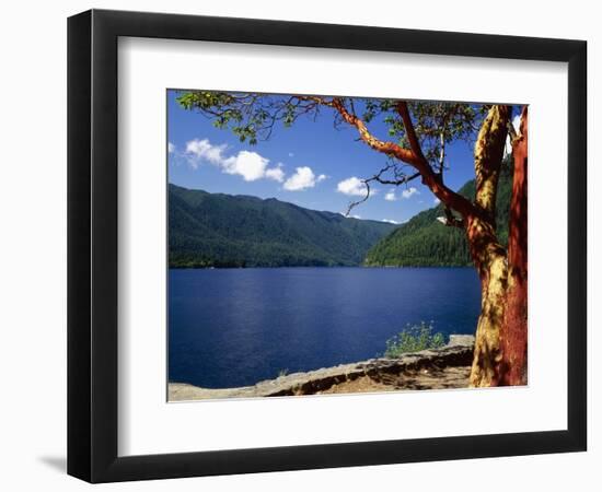 Pacific Madrone by Lake Crescent-James Randklev-Framed Photographic Print