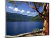 Pacific Madrone by Lake Crescent-James Randklev-Mounted Photographic Print