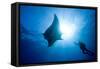 Pacific Manta and Scuba Diver-Stephen Frink-Framed Stretched Canvas