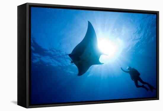 Pacific Manta and Scuba Diver-Stephen Frink-Framed Stretched Canvas