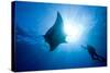 Pacific Manta and Scuba Diver-Stephen Frink-Stretched Canvas