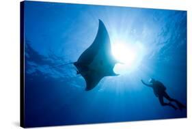 Pacific Manta and Scuba Diver-Stephen Frink-Stretched Canvas