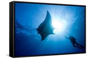 Pacific Manta and Scuba Diver-Stephen Frink-Framed Stretched Canvas