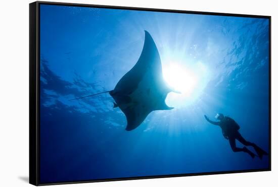 Pacific Manta and Scuba Diver-Stephen Frink-Framed Stretched Canvas