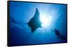 Pacific Manta and Scuba Diver-Stephen Frink-Framed Stretched Canvas