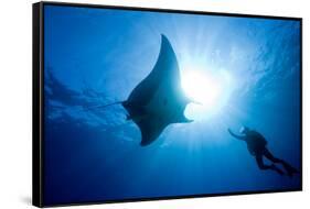 Pacific Manta and Scuba Diver-Stephen Frink-Framed Stretched Canvas