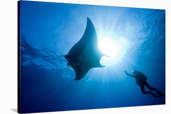 Pacific Manta and Scuba Diver-Stephen Frink-Stretched Canvas