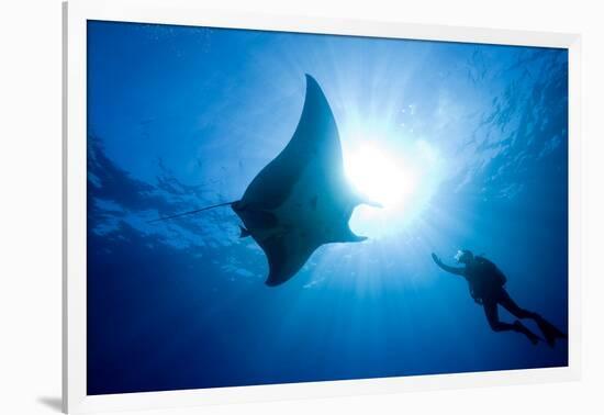 Pacific Manta and Scuba Diver-Stephen Frink-Framed Photographic Print