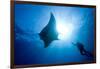 Pacific Manta and Scuba Diver-Stephen Frink-Framed Photographic Print