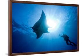 Pacific Manta and Scuba Diver-Stephen Frink-Framed Photographic Print