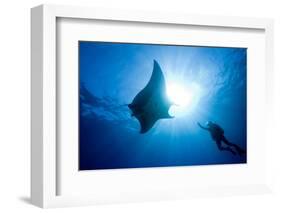 Pacific Manta and Scuba Diver-Stephen Frink-Framed Photographic Print
