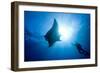 Pacific Manta and Scuba Diver-Stephen Frink-Framed Photographic Print