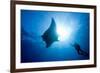 Pacific Manta and Scuba Diver-Stephen Frink-Framed Photographic Print