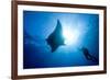 Pacific Manta and Scuba Diver-Stephen Frink-Framed Photographic Print