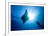 Pacific Manta and Scuba Diver-Stephen Frink-Framed Photographic Print