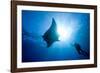 Pacific Manta and Scuba Diver-Stephen Frink-Framed Photographic Print