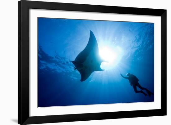 Pacific Manta and Scuba Diver-Stephen Frink-Framed Photographic Print