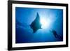 Pacific Manta and Scuba Diver-Stephen Frink-Framed Photographic Print