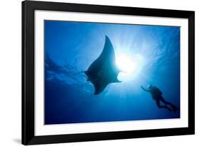 Pacific Manta and Scuba Diver-Stephen Frink-Framed Photographic Print