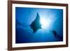 Pacific Manta and Scuba Diver-Stephen Frink-Framed Photographic Print