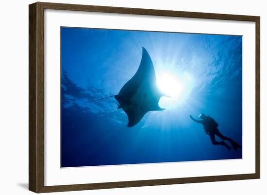 Pacific Manta and Scuba Diver-Stephen Frink-Framed Photographic Print