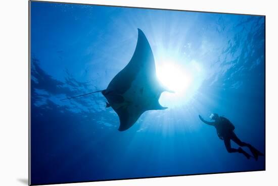 Pacific Manta and Scuba Diver-Stephen Frink-Mounted Photographic Print